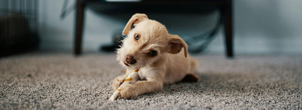 Showcase your Animal Care business to local Regina area customers.