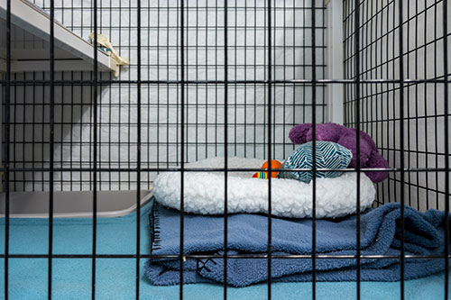 Showcase your Animal Boarding business to local Regina area customers.